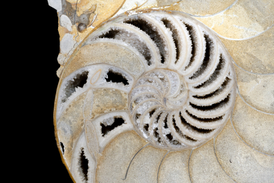 Enroulement d'une coquille d'ammonite - détail - surface polie